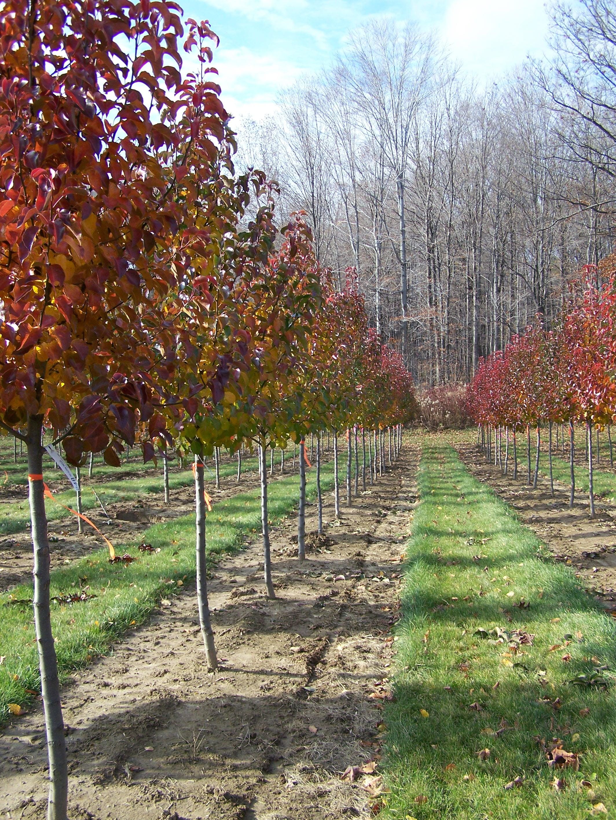 Pyrus calleryana ‘Chanticleer’